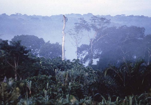 Wamba forest